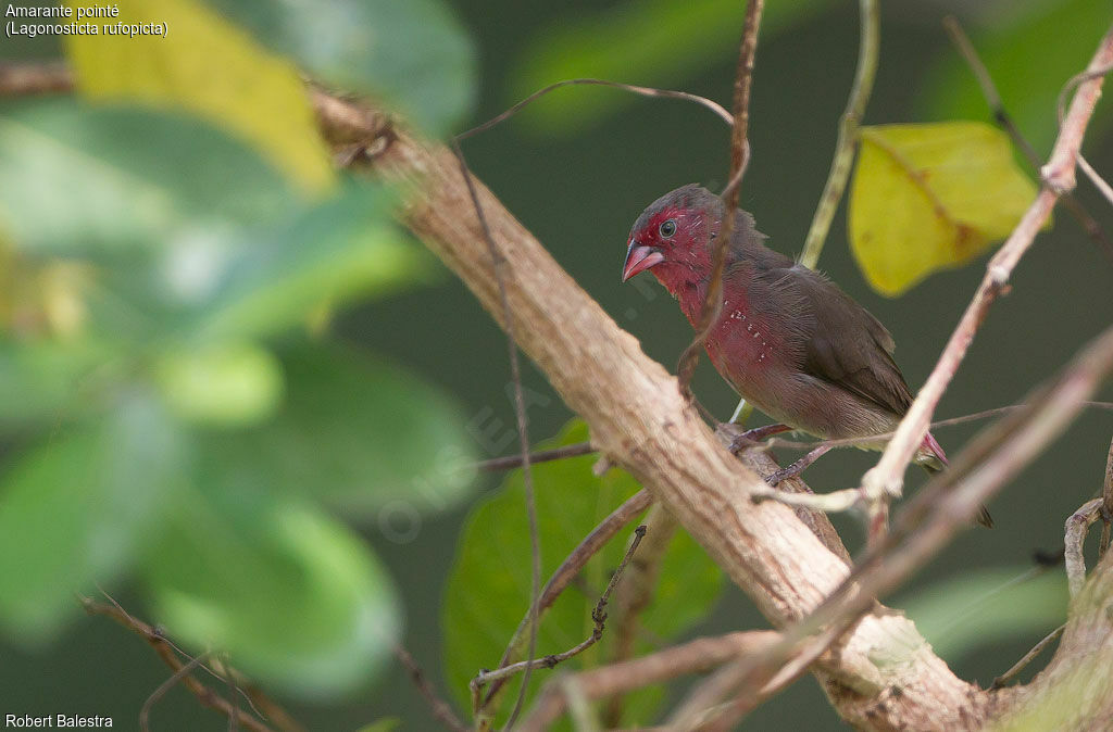 Bar-breasted Firefinch