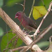 Bar-breasted Firefinch