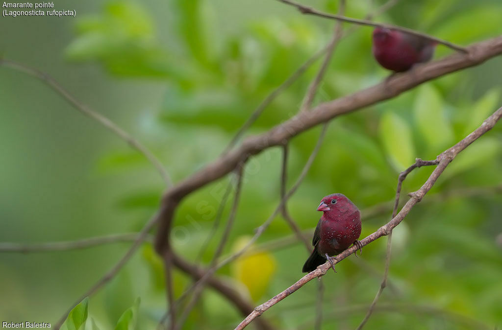 Bar-breasted Firefinch