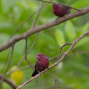 Bar-breasted Firefinch