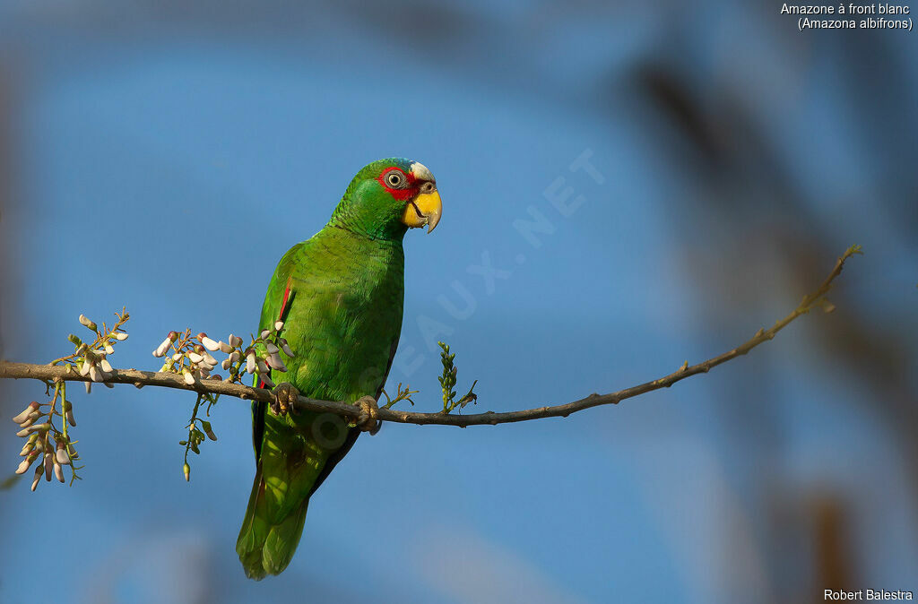 White-fronted Amazon