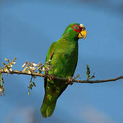 White-fronted Amazon