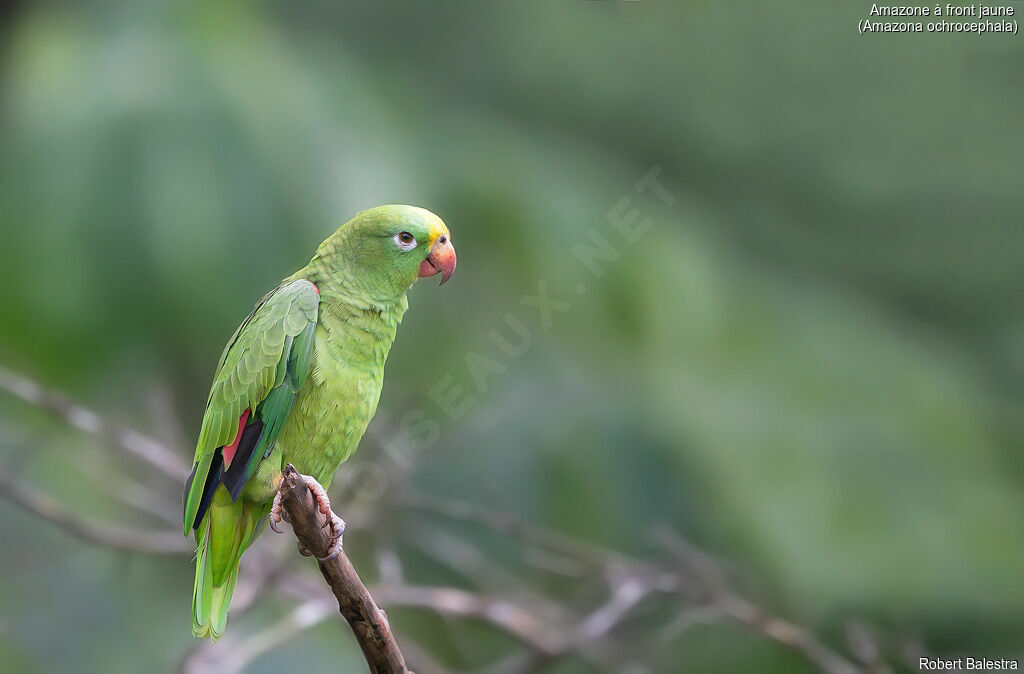 Yellow-crowned Amazon