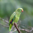 Amazone à front jaune