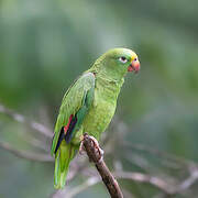 Yellow-crowned Amazon