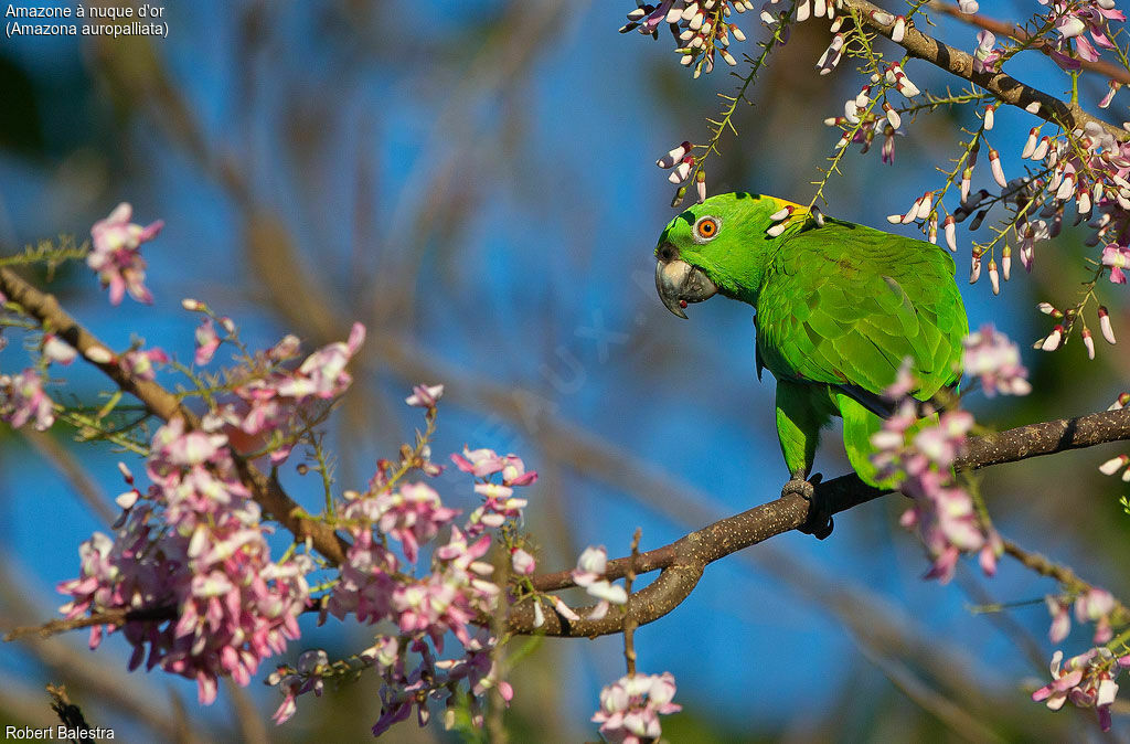 Yellow-naped Amazon