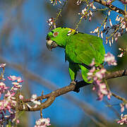 Yellow-naped Amazon