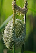 Thick-billed Weaver