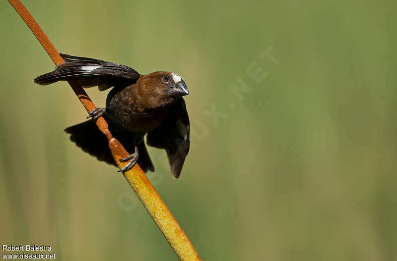 Thick-billed Weaver male adult, identification