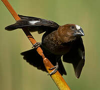 Thick-billed Weaver