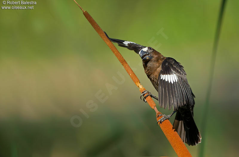 Thick-billed Weaver male adult