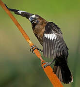 Thick-billed Weaver