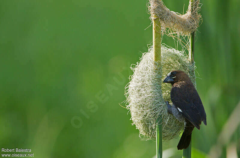 Thick-billed Weaver male adult, identification, Reproduction-nesting