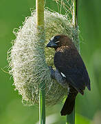 Thick-billed Weaver