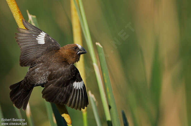 Thick-billed Weaver male, Flight