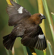 Thick-billed Weaver