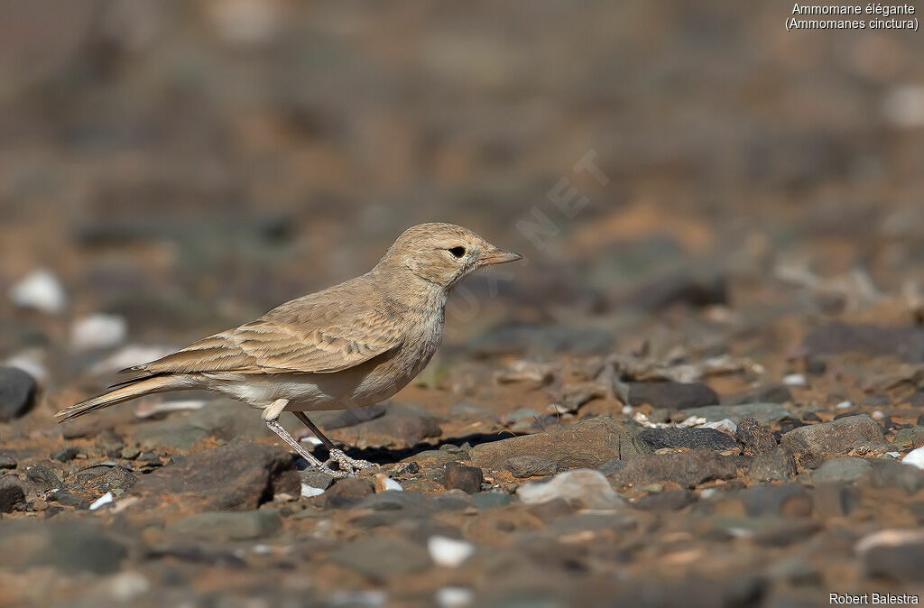 Bar-tailed Lark