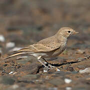 Bar-tailed Lark