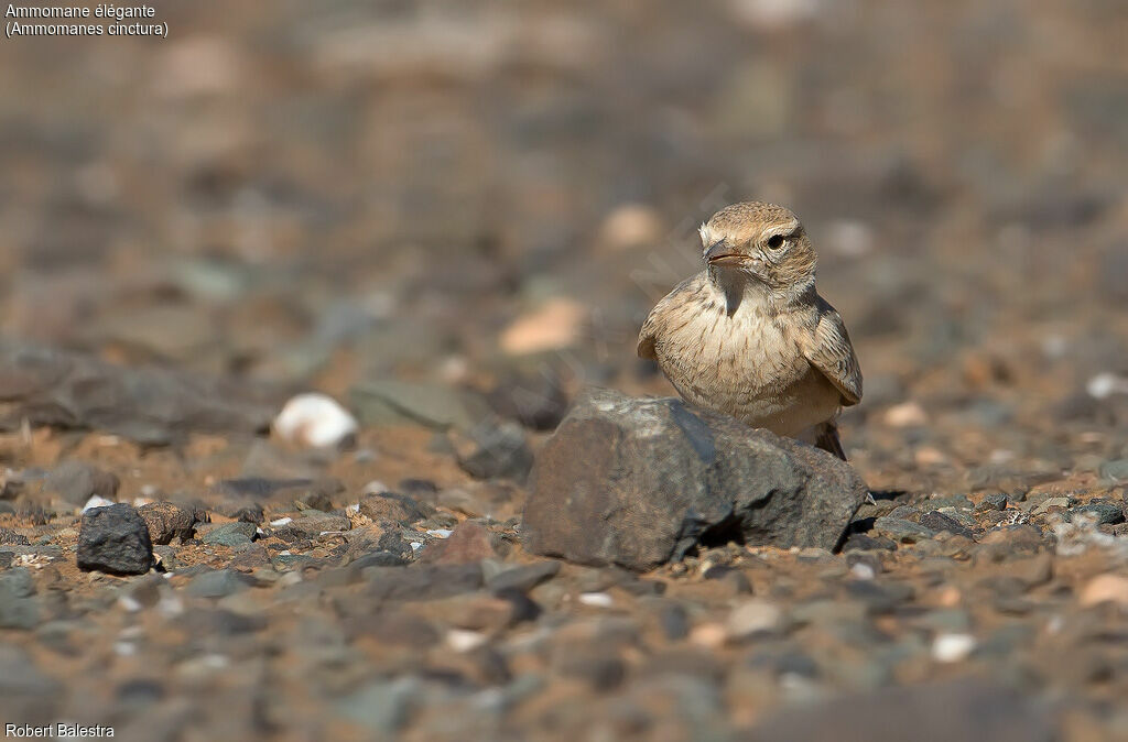 Bar-tailed Lark