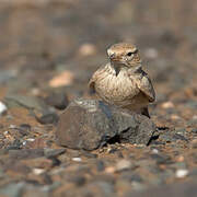 Bar-tailed Lark