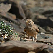 Desert Lark