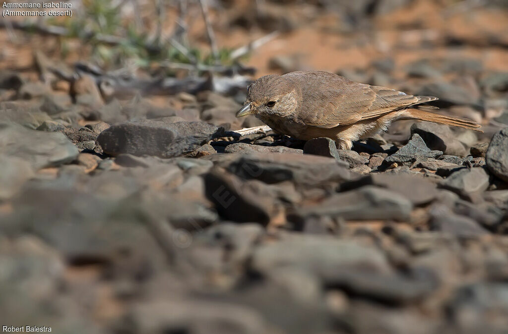 Desert Lark