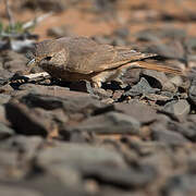 Desert Lark