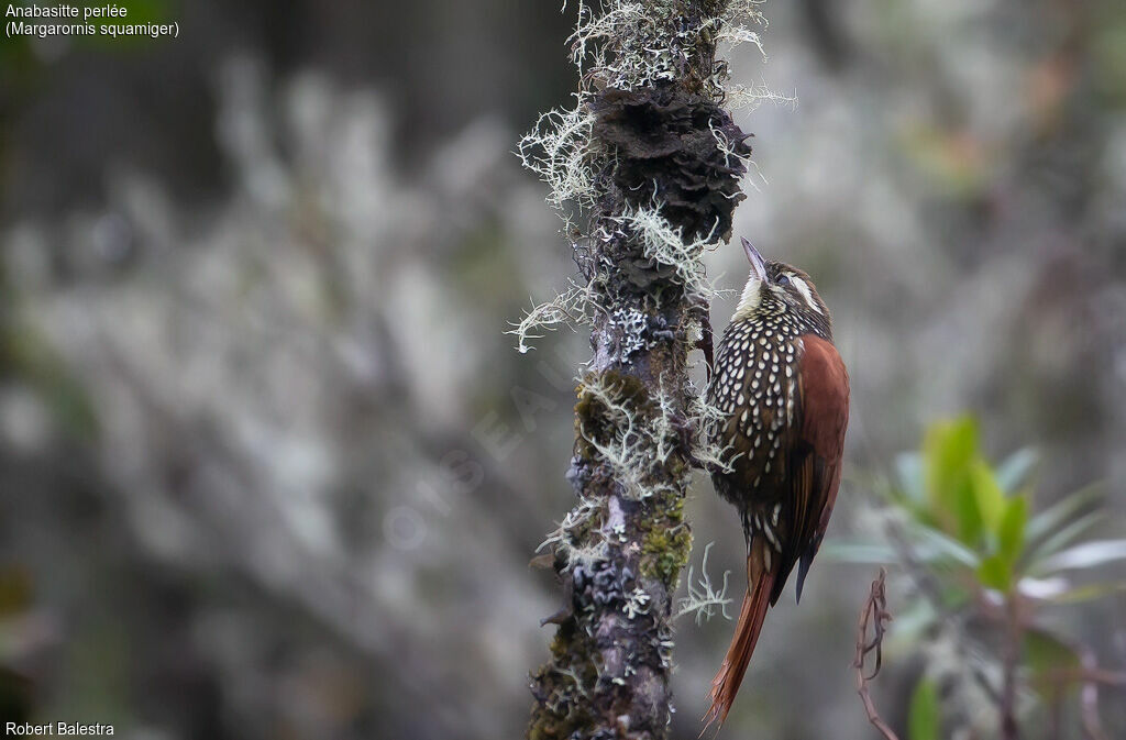 Pearled Treerunner