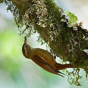 Ruddy Treerunner