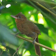 Santa Marta Foliage-gleaner