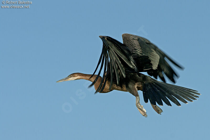 Anhinga d'Afrique