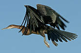 Anhinga d'Afrique