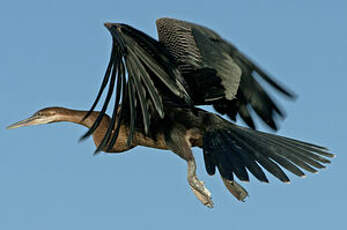 Anhinga d'Afrique