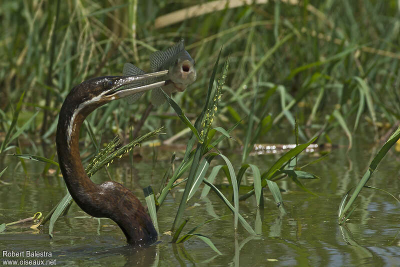 Anhinga d'Afriqueadulte, régime