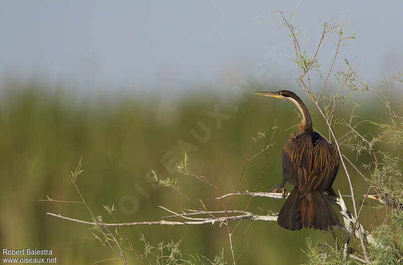 African Darteradult, Behaviour