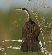 African Darter