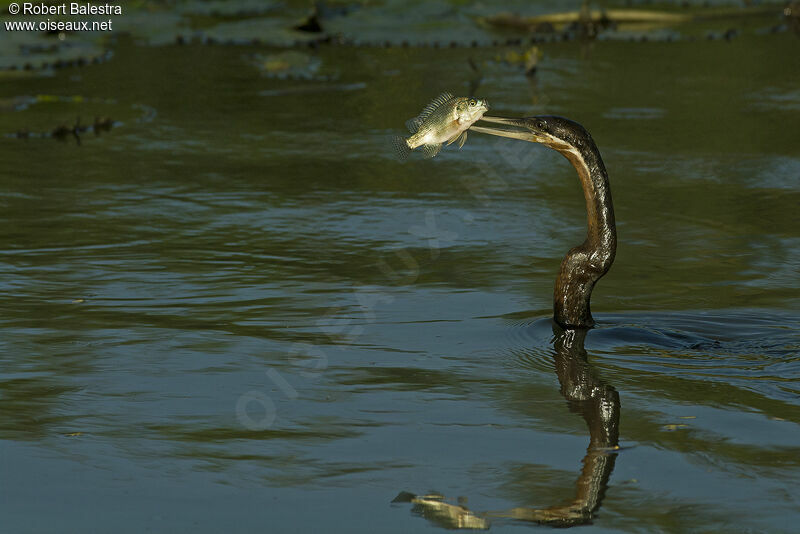 Anhinga d'Afrique