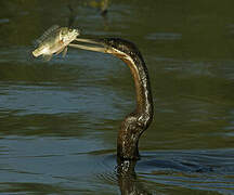 African Darter