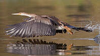 Anhinga d'Afrique