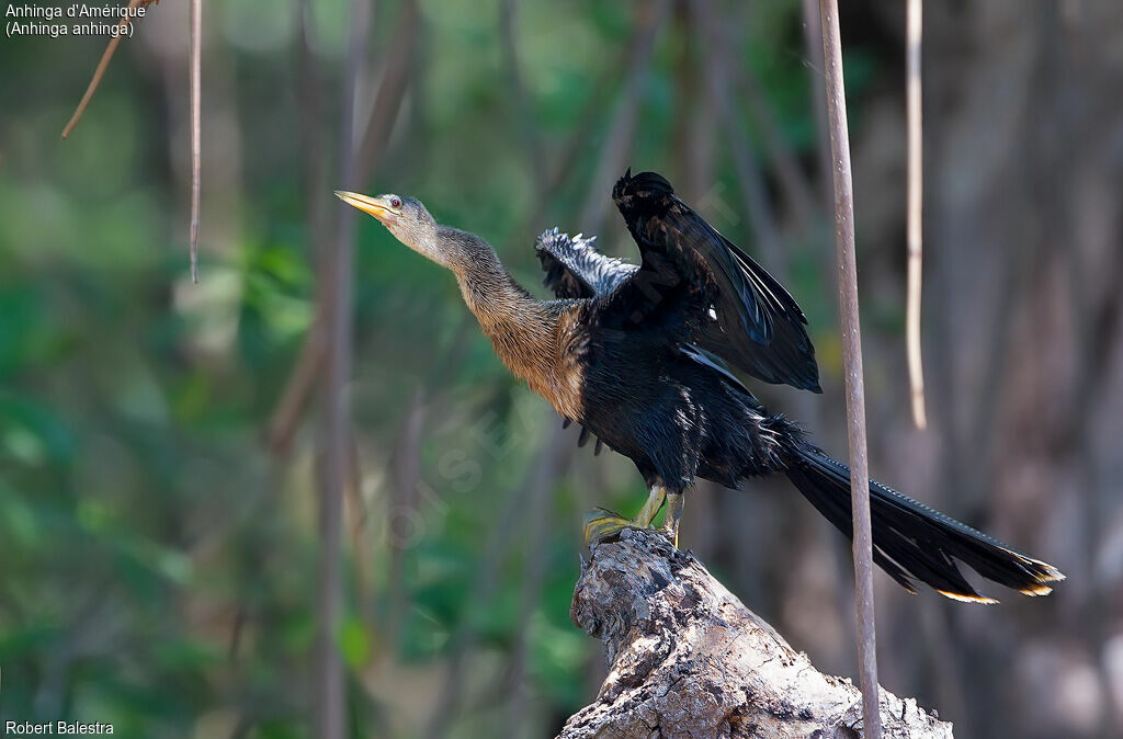 Anhinga