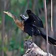 Anhinga d'Amérique