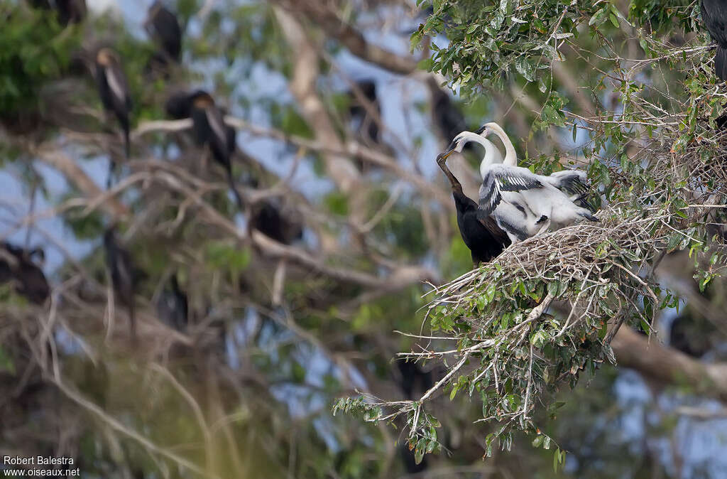 Oriental Darter, Reproduction-nesting