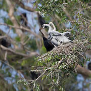 Anhinga roux