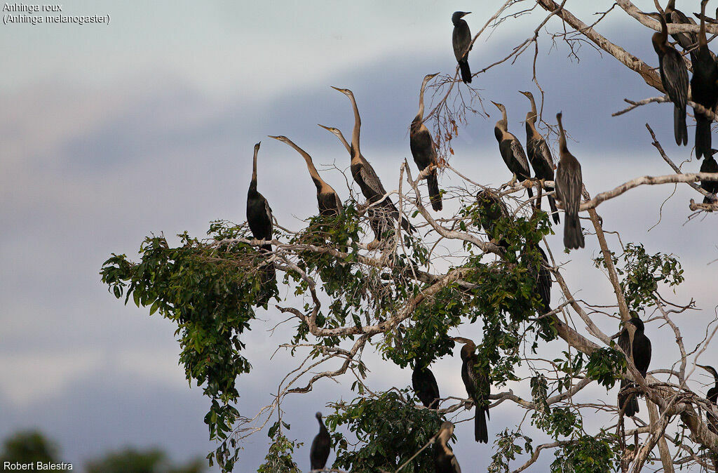 Anhinga roux