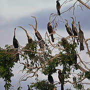 Oriental Darter