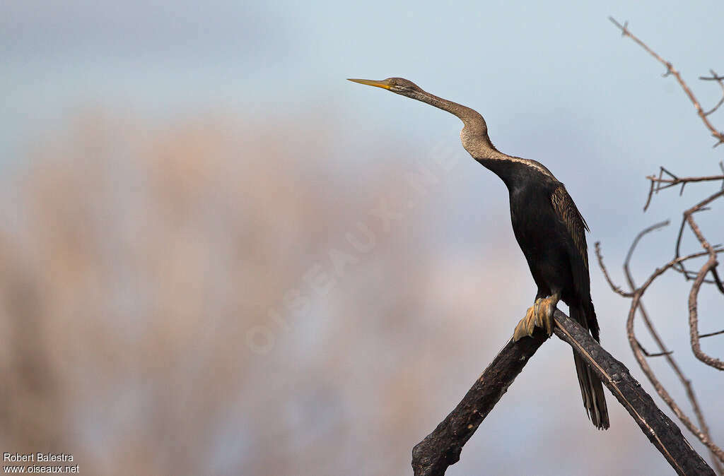 Anhinga rouxadulte, identification