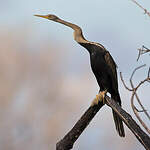 Anhinga roux