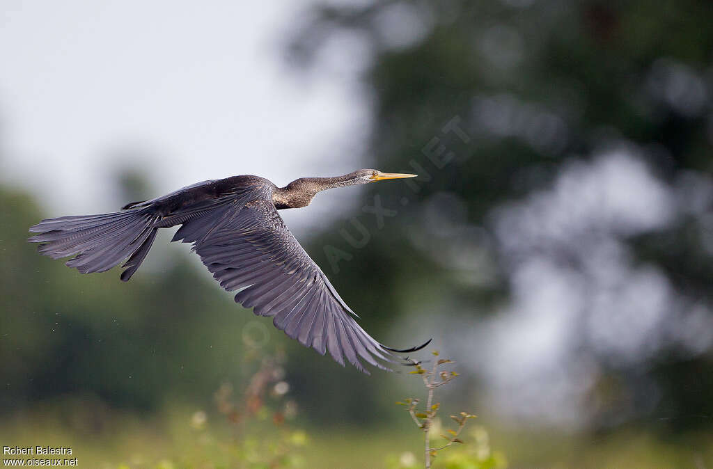 Oriental Darteradult, Flight