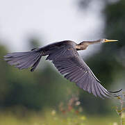 Anhinga roux