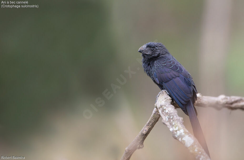 Groove-billed Ani